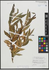 Foto von Salix triandra L. x Salix viminalis L.